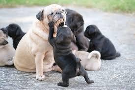 LOVELY AND SWEET KCI PUG MALE AND FEMALE PUPPIES FOR